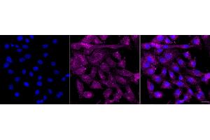 anti-Period Circadian Protein 2 (PER2) antibody