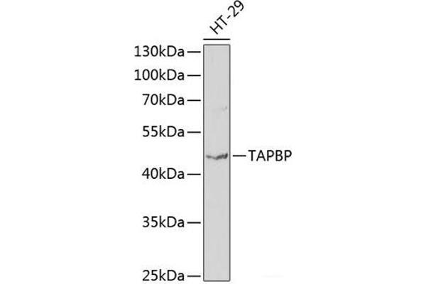 TAPBP antibody