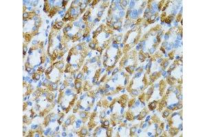 Immunohistochemistry of paraffin-embedded Mouse stomach using PSRC1 Polyclonal Antibody at dilution of 1:100 (40x lens). (PSRC1 antibody)