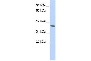 Western Blotting (WB) image for anti-Keratin 222 (KRT222) antibody (ABIN2459600) (KRT222 antibody)
