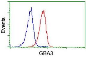 Image no. 2 for anti-Glucosidase, Beta, Acid 3 (Cytosolic) (GBA3) (AA 1-150), (AA 370-469) antibody (ABIN1490583) (GBA3 antibody  (AA 1-150, AA 370-469))
