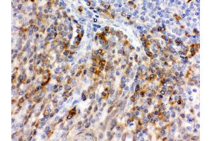 Anti- CD62P Picoband antibody, IHC(P) IHC(P): Human Tonsil Tissue (P-Selectin antibody  (AA 42-271))