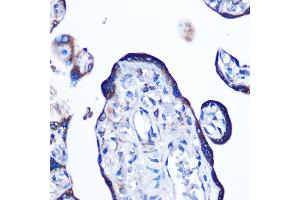 Immunohistochemistry of paraffin-embedded human placenta using Alkaline Phosphatase (ALPL) (ALPL) Rabbit mAb (ABIN7265551) at dilution of 1:100 (40x lens). (ALPL antibody)