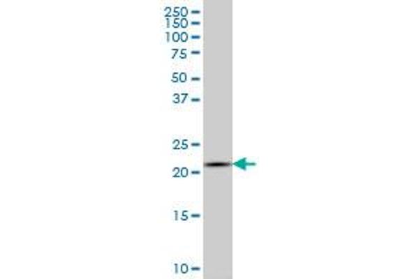 IL-20 antibody  (AA 67-176)