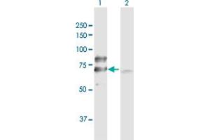Western Blot analysis of DLAT expression in transfected 293T cell line by DLAT MaxPab polyclonal antibody. (DLAT antibody  (AA 1-647))
