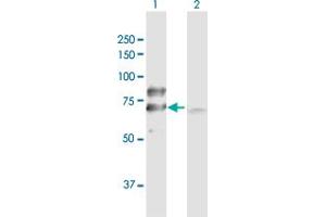 Western Blot analysis of DLAT expression in transfected 293T cell line by DLAT MaxPab polyclonal antibody.