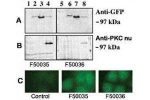 PRKD3 antibody  (AA 352-384)