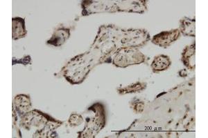 Image no. 1 for anti-Zic Family Member 4 (ZIC4) (AA 249-320) antibody (ABIN466253) (ZIC4 antibody  (AA 249-320))