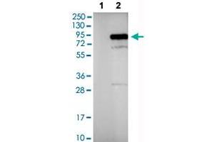 Western blot analysis of Lane 1: Negative control (vector only transfected HEK293T lysate), Lane 2: Over-expression lysate (Co-expressed with a C-terminal myc-DDK tag (~3. (PIK3R1 antibody  (AA 182-328))