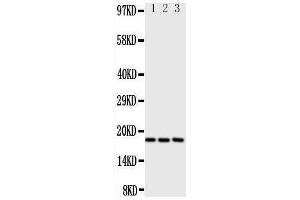 Western Blotting (WB) image for anti-Chemokine (C-C Motif) Ligand 1 (CCL1) (AA 80-96), (C-Term) antibody (ABIN3043171) (CCL1 antibody  (C-Term))