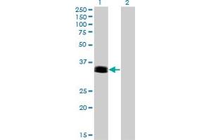 Western Blot analysis of PHOX2A expression in transfected 293T cell line by PHOX2A monoclonal antibody (M01), clone 4F6. (PHOX2A antibody  (AA 1-90))