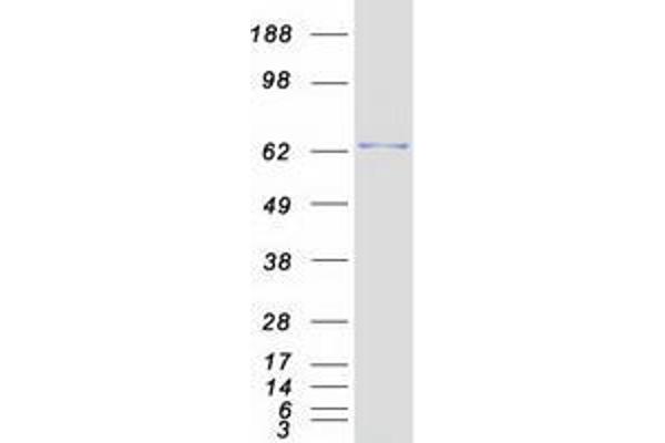 ZNF394 Protein (Myc-DYKDDDDK Tag)