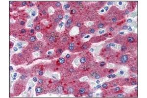 Immunohistochemistry (IHC) image for anti-Complement Factor H (CFH) antibody (ABIN492503)