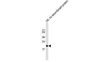 Anti-IL1A Antibody (Center) at 1:2000 dilution + hIL-1α recombinant protein Lysates/proteins at 20 ng per lane. (IL1A antibody  (AA 177-206))