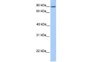 WB Suggested Anti-LRRC50 Antibody Titration: 0.