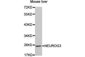 Western Blotting (WB) image for anti-Neurogenin 3 (NEUROG3) antibody (ABIN1873885) (Neurogenin 3 antibody)