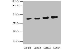 Western blot All lanes: PPM1A antibody at 6. (PPM1A antibody  (AA 1-382))
