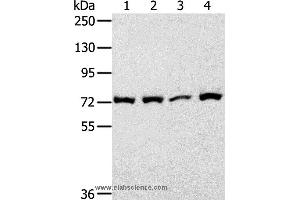 Western blot analysis of 293T cell, using CAPN1 Polyclonal Antibody at dilution of 1:450 (CAPNL1 antibody)