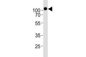 Western blot analysis of lysate from KG-1 cell line using CD34 antibody diluted at 1:1000.