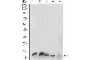 Western blot analysis using HH3 mouse mAb against K562 (1), C6(2),HEK293(3),PC-12(4) and NIH/3T3(5) cell lysate. (Prokineticin Receptor 2 antibody  (AA 121-136))