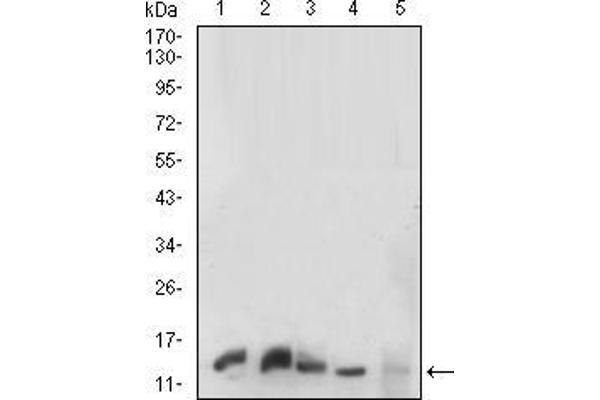 Prokineticin Receptor 2 anticorps  (AA 121-136)