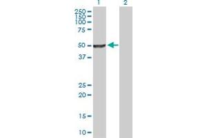 Western Blot analysis of NR0B1 expression in transfected 293T cell line by NR0B1 MaxPab polyclonal antibody.