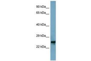 Image no. 1 for anti-Mitochondrial Ribosomal Protein L48 (MRPL48) (AA 71-120) antibody (ABIN6741943) (MRPL48 antibody  (AA 71-120))