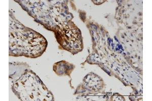 Immunoperoxidase of monoclonal antibody to WNT5A on formalin-fixed paraffin-embedded human placenta. (WNT5A antibody  (AA 201-300))