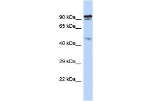 Host: Rabbit Target Name: INPP5J Sample Type: HepG2 Whole cell lysates Antibody Dilution: 1. (INPP5J antibody  (N-Term))