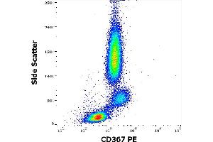 Flow cytometry surface staining pattern of human peripheral whole blood stained using anti-human CD367 (9E8) PE antibody (10 μL reagent / 100 μL of peripheral whole blood). (CLEC4A antibody  (PE))