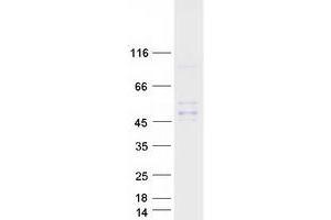 Validation with Western Blot (INHBC Protein (Myc-DYKDDDDK Tag))