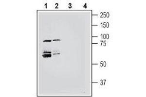 Western blot analysis of mouse brain membranes (lanes 1 and 3) and rat brain membranes (lanes 2 and 4): - 1-2. (Sema4a antibody  (Extracellular))