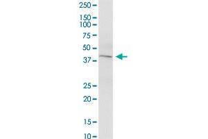 KCNN4 MaxPab polyclonal antibody. (KCNN4 antibody  (AA 1-427))
