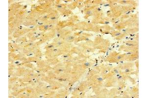 Immunohistochemistry of paraffin-embedded human heart tissue using ABIN7162280 at dilution of 1:100 (ORMDL2 antibody  (AA 64-153))