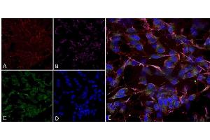 Immunocytochemistry/Immunofluorescence analysis using Mouse Anti-HCN2 Monoclonal Antibody, Clone S71-37 (ABIN2481390). (HCN2 antibody  (AA 761-863) (PerCP))