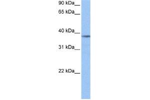 WB Suggested Anti-NUDC Antibody Titration: 0. (NUDC antibody  (Middle Region))