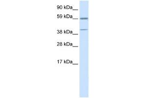 WB Suggested Anti-ATF4 Antibody Titration:  0. (ATF4 antibody  (N-Term))