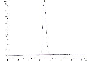 The purity of Human FLT3/Flk-2 is greater than 95 % as determined by SEC-HPLC. (FLT3 Protein (AA 27-541) (Fc Tag))