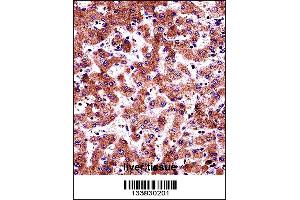 AMBP Antibody immunohistochemistry analysis in formalin fixed and paraffin embedded human liver tissue followed by peroxidase conjugation of the secondary antibody and DAB staining. (AMBP antibody  (N-Term))