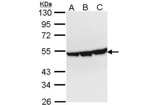 ENO3 antibody