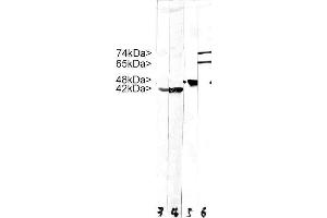 Strip blots of crude HeLa cell extract stained with MCS-4C4. (Lamin A/C antibody)