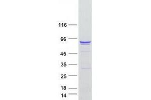 Validation with Western Blot (PTBP1 Protein (Transcript Variant 2) (Myc-DYKDDDDK Tag))