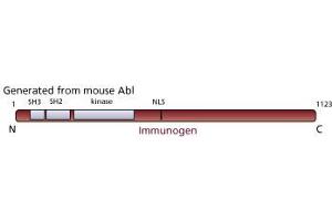 Image no. 1 for anti-C-Abl Oncogene 1, Non-Receptor tyrosine Kinase (ABL1) antibody (ABIN967410) (ABL1 antibody)