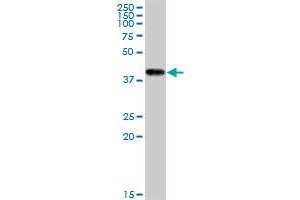 CKMT1B monoclonal antibody (M16), clone 2C9. (CKMT1B antibody  (AA 327-417))