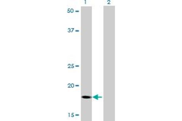 RNF181 antibody  (AA 90-153)