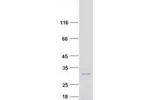 Validation with Western Blot (C7orf50 Protein (Transcript Variant 1) (Myc-DYKDDDDK Tag))