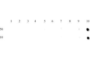 Dot blot of Histone H3 trimethyl Lys27 antibody. (Histone 3 antibody  (H3K27me3))