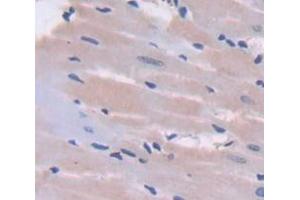 Used in DAB staining on fromalin fixed paraffin- embedded Kidney tissue (NOV antibody  (AA 156-351))