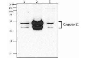 Western Blotting (WB) image for anti-Caspase 4, Apoptosis-Related Cysteine Peptidase (CASP4) antibody (ABIN2664093) (Caspase 4 antibody)