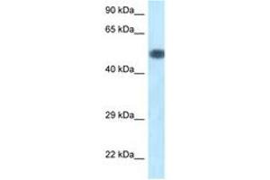 Image no. 1 for anti-Phosphoinositide 3 Kinase, p85 alpha (PI3K p85a) (AA 180-229) antibody (ABIN6747416) (PIK3R1 antibody  (AA 180-229))